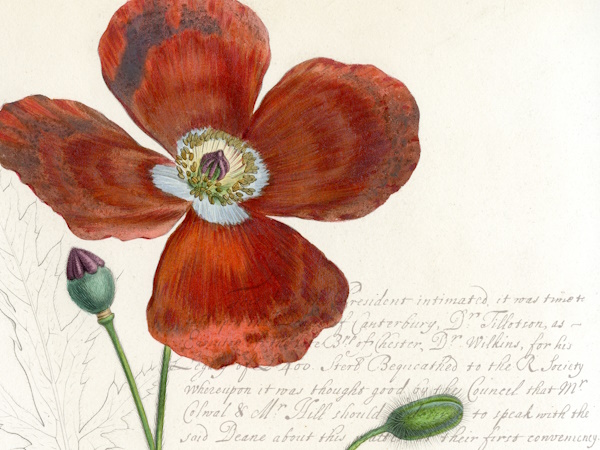 illustration of red flower