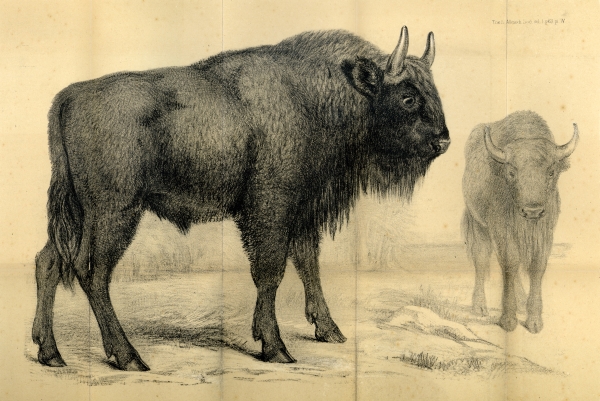 Picture of aurochs from the Transactions of the Allelodidactic Society