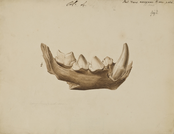 Painting of a hyena jaw by Mary Morland, 1822