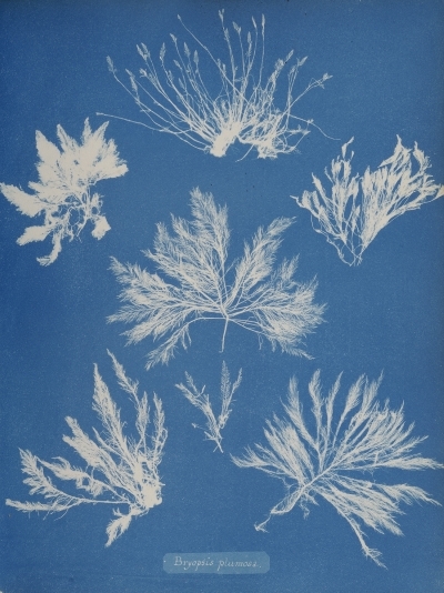 Cyanotype impression of algae by Anna Atkins