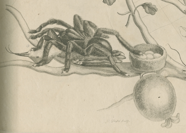 ‘Bird-eating spider with humming bird’, by Maria Sibylla Merian, 1705