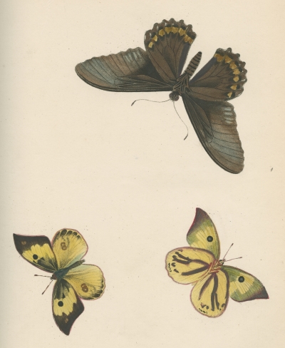 Plate 2 from 'Psyche' by Thomas Martyn, 1797