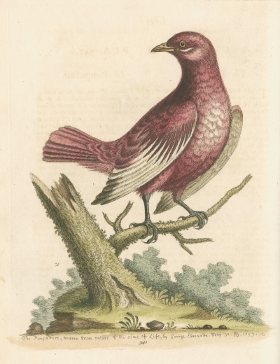 Pompadour cotinga, by George Edwards FRS
