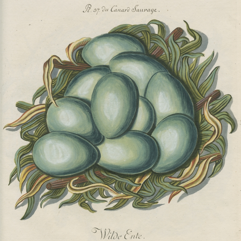 Eggs of the ‘Canard Sauvage’ by Adam Ludwig Wirsing