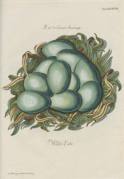 Eggs of the ‘Canard Sauvage’ by Adam Ludwig Wirsing