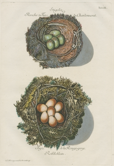 Nests of the goldfinch and robin by Adam Ludwig Wirsing