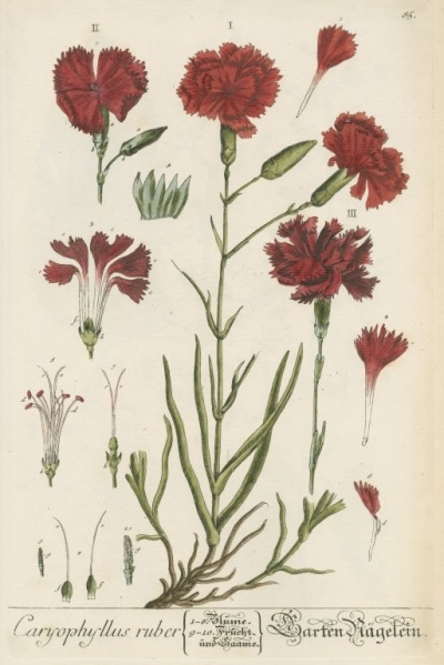Caryophyllus ruber, by Elizabeth Blackwell. Plate 85 from ‘Herbarium Blackwellianum’, vol.1 (Nuremberg, 1750).