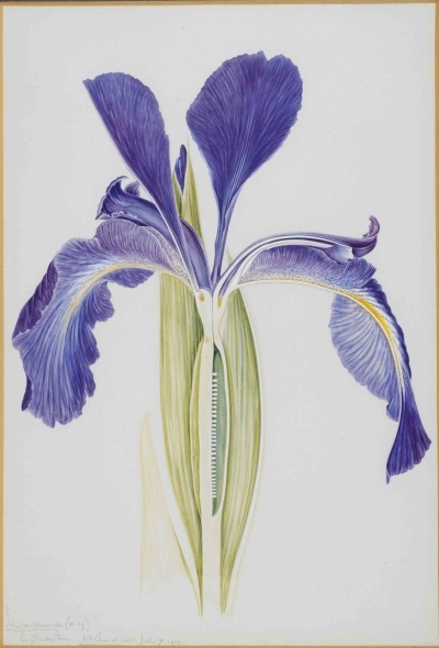 English cultivated iris by A H Church, 1907