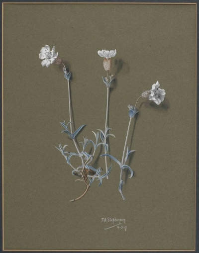 Sea campion by T A Stephenson, 1917
