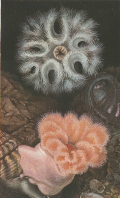 Sea anemones by T A Stephenson, 1935