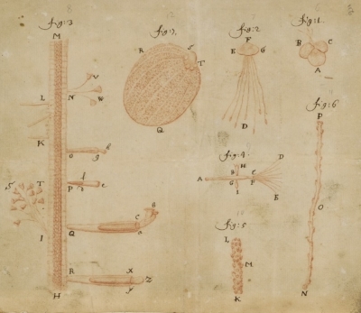 Microscopic views of duckweed and microorganisms, by Antoni van Leeuwenhoek, 1702