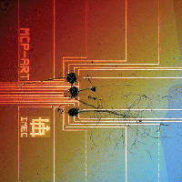 Cultured Aplysia neurons on a planar multi-electrode array.