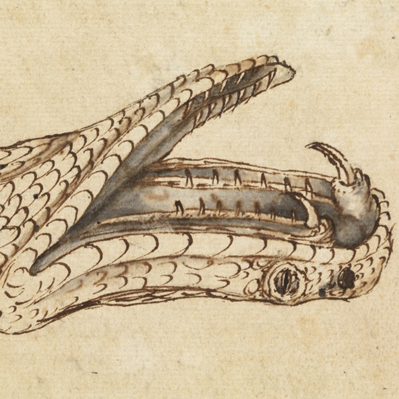 Drawing of a viper’s head by Robert Hooke, 1664