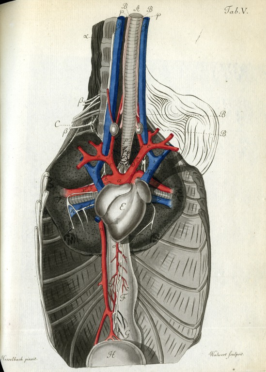 View of the chest cavity (Walwert, 1816).
