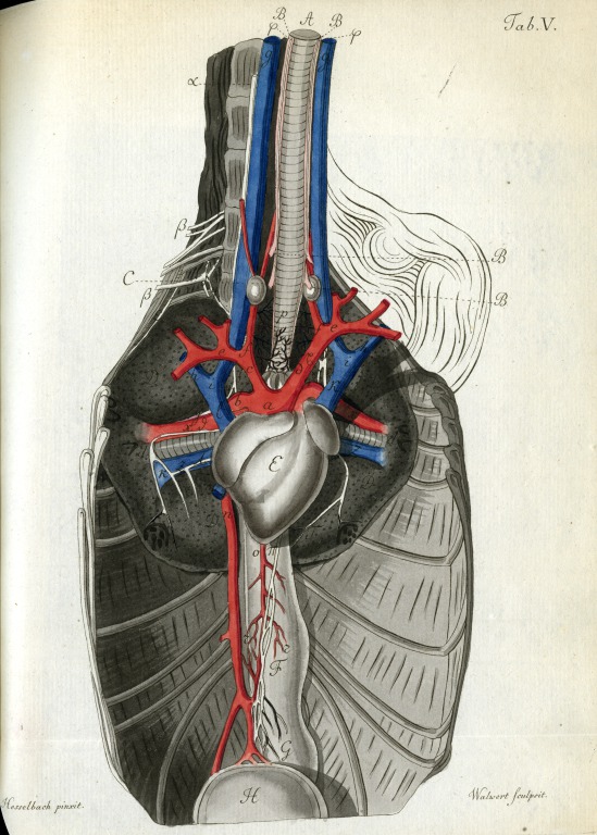 View of the chest cavity (Walwert, 1816). 