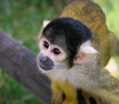 Image of monkey on branch