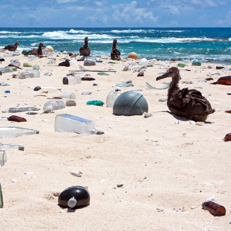 Black-Footed Albatross chicks in marine debris
