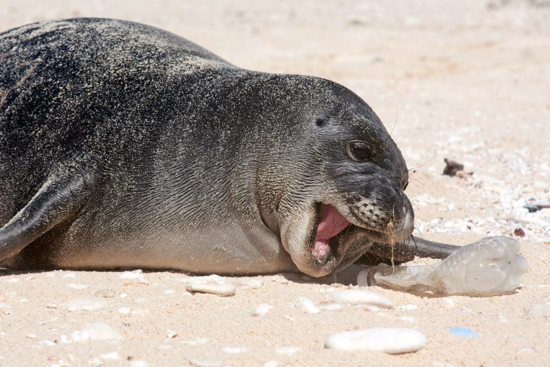 Endangered Hawaiian Monk Seals with the debris
