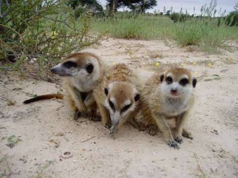 Meerkats