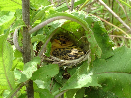 Cuckoo finch chick in the nest of a red-faced cisticola