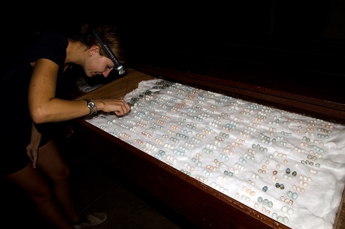 Eleanor Caves working on the egg collection