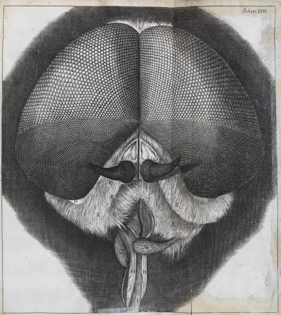 Head of a grey drone-fly by Robert Hooke, 1665