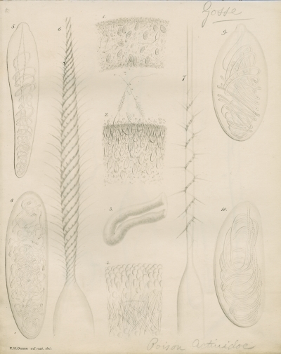 Stinging structures of sea-anemones by Philip Henry Gosse, 1857