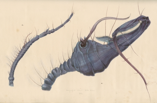 Crustacean antennae by John Denis Macdonald, 1853