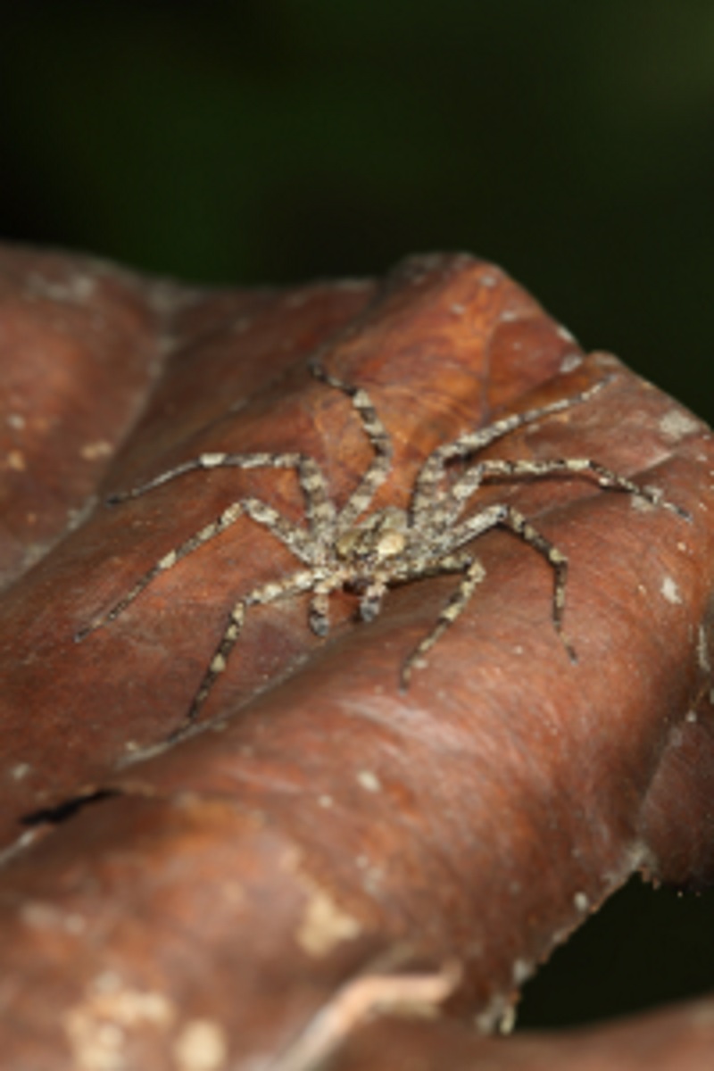 spider_27_reduced