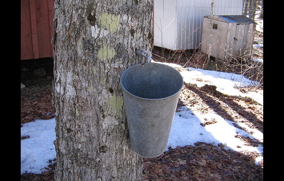 Maple Syrup Bucket