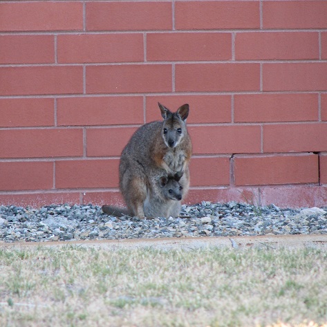 Mother and young wallabies