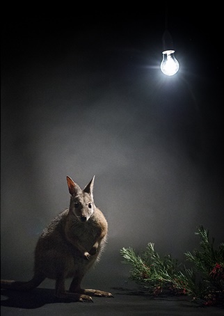Wallaby with artificial light source