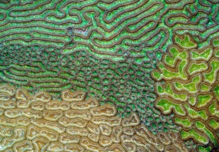 ‘Caribbean brain coral’ by Evan D’Alessandro