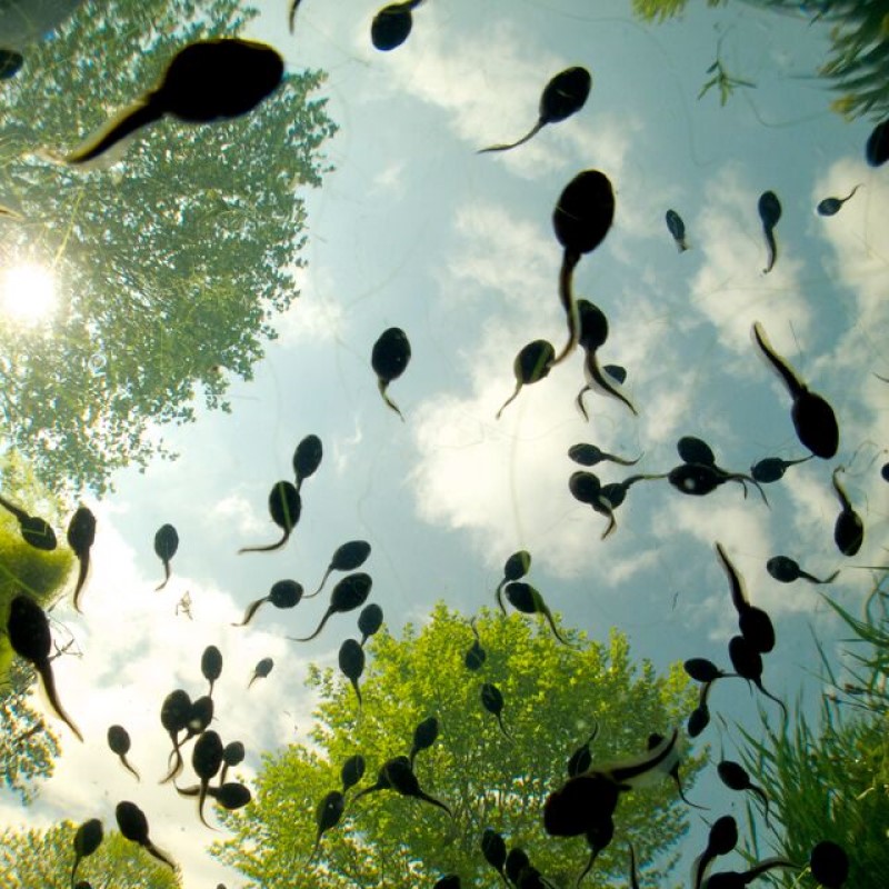 ‘Tadpoles overhead’ by Bert Willaert