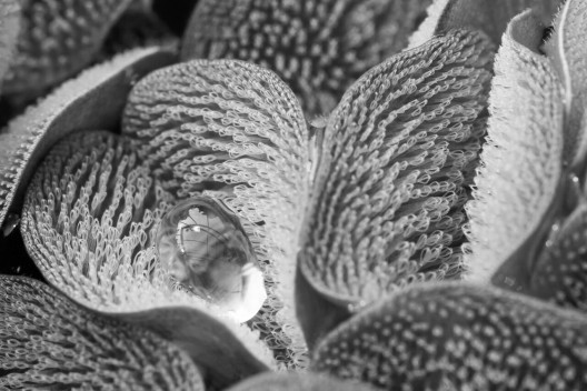 ‘Fern wearing a drysuit’ by Ulrike Bauer