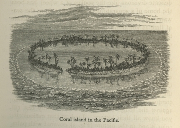 A coral island, from ‘The Fairy-Land of Science’ by Arabella Buckley (1879)