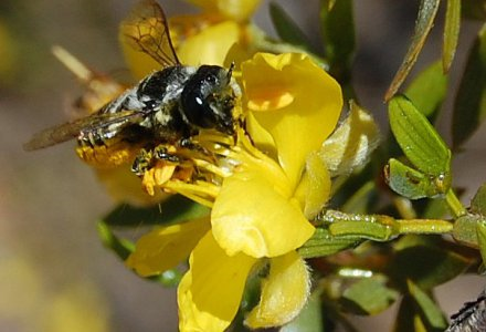 The solitary bee Megachile leucographa visiting a flower of a jarilla shrub (Larrea divaricata). These two species are key players in my study system in Villavicencio Nature Reserve.