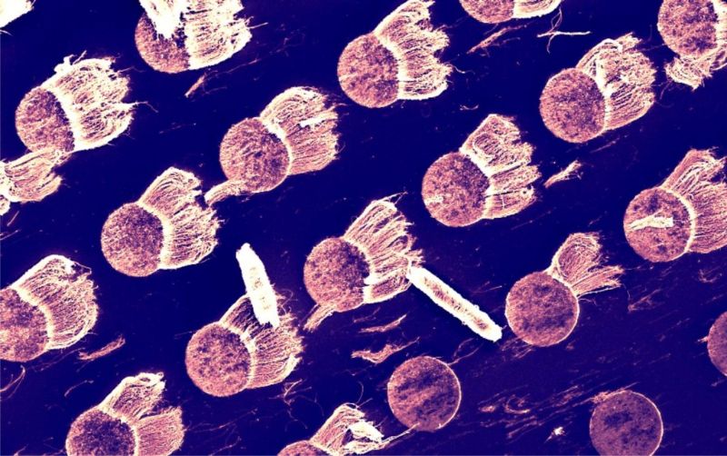 Claire Collins: Carbon nanotube jellyfish – Special commendation