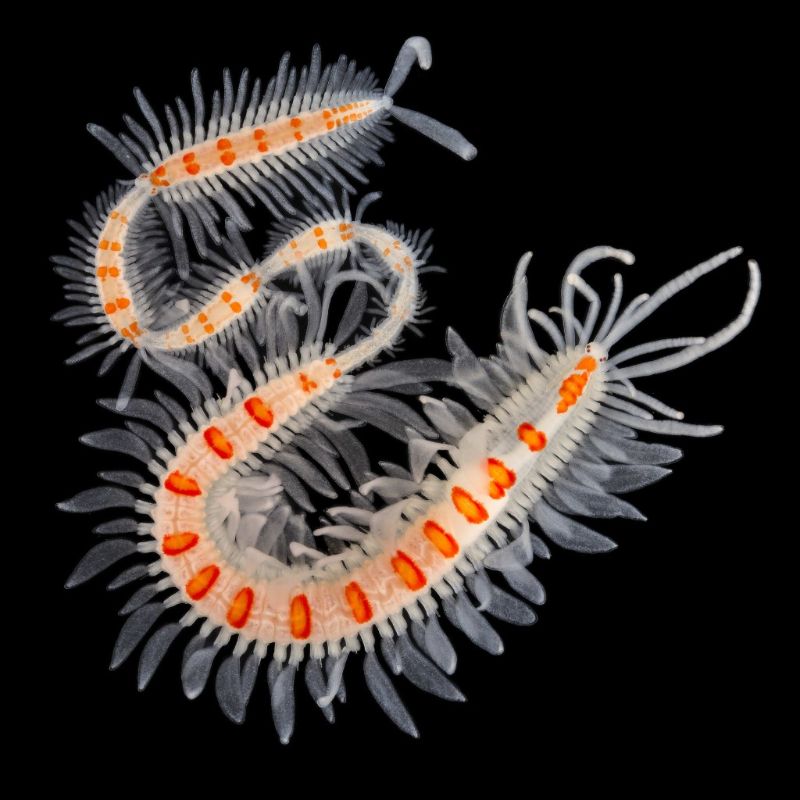 Fredrik Pleijel: Polychaetous worm with engine and wagons – Runner up: Evolutionary Biology