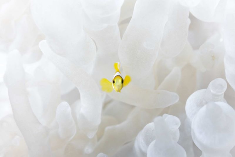 Tane Sinclair-Taylor: In a world without colour – Winner: Ecology and Environmental Biology