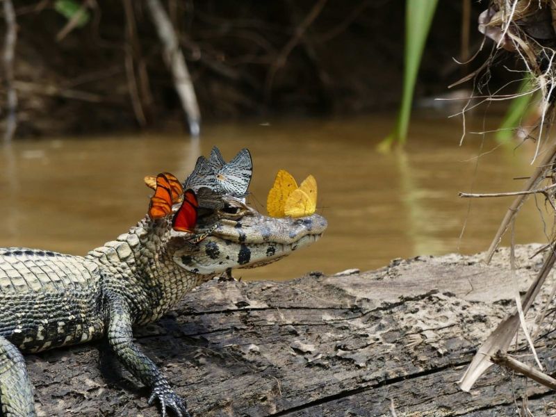 Mark Cowan: Butterflies and caiman – Special commendation