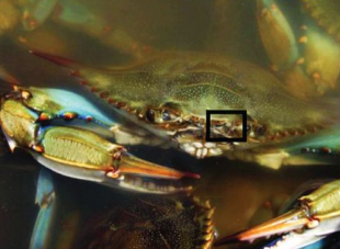 water crab