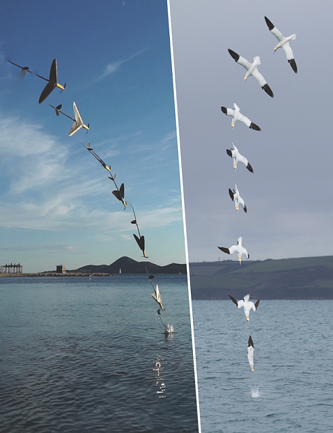 Comparing the flight trajectory of a man-made aircraft and a gannet