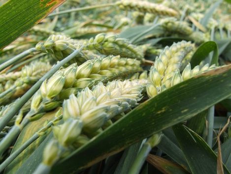 Wheat