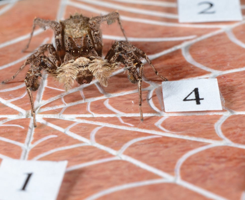 Portia africana, a salticid spider that represents numbers of prey (Photograph: Fiona Cross).