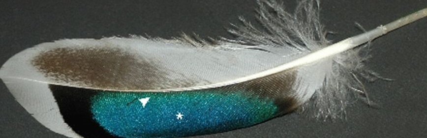 A speculum feather