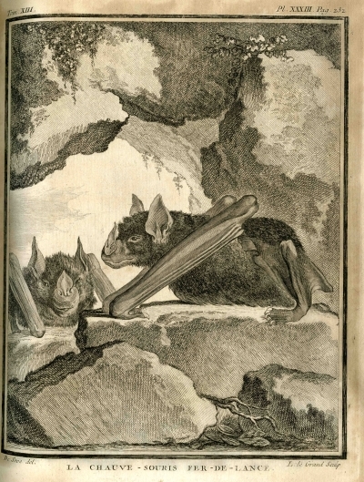 Vampire bat, from Buffon's ‘Histoire naturelle’ vol. 13 (1765)