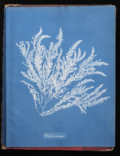 Illustration from 'Photographs of British algae, cyanotype impressions' by Anna Atkins