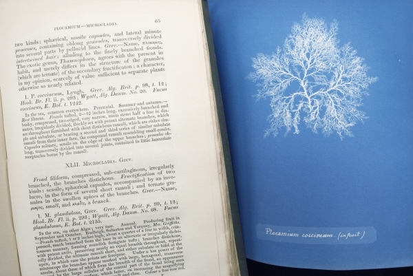 Anna Atkins and William Henry Harvey books side by side