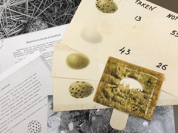 Photographs and watercolours of bird eggs with camouflage ‘viewer’, from Niko Tinbergen’s papers